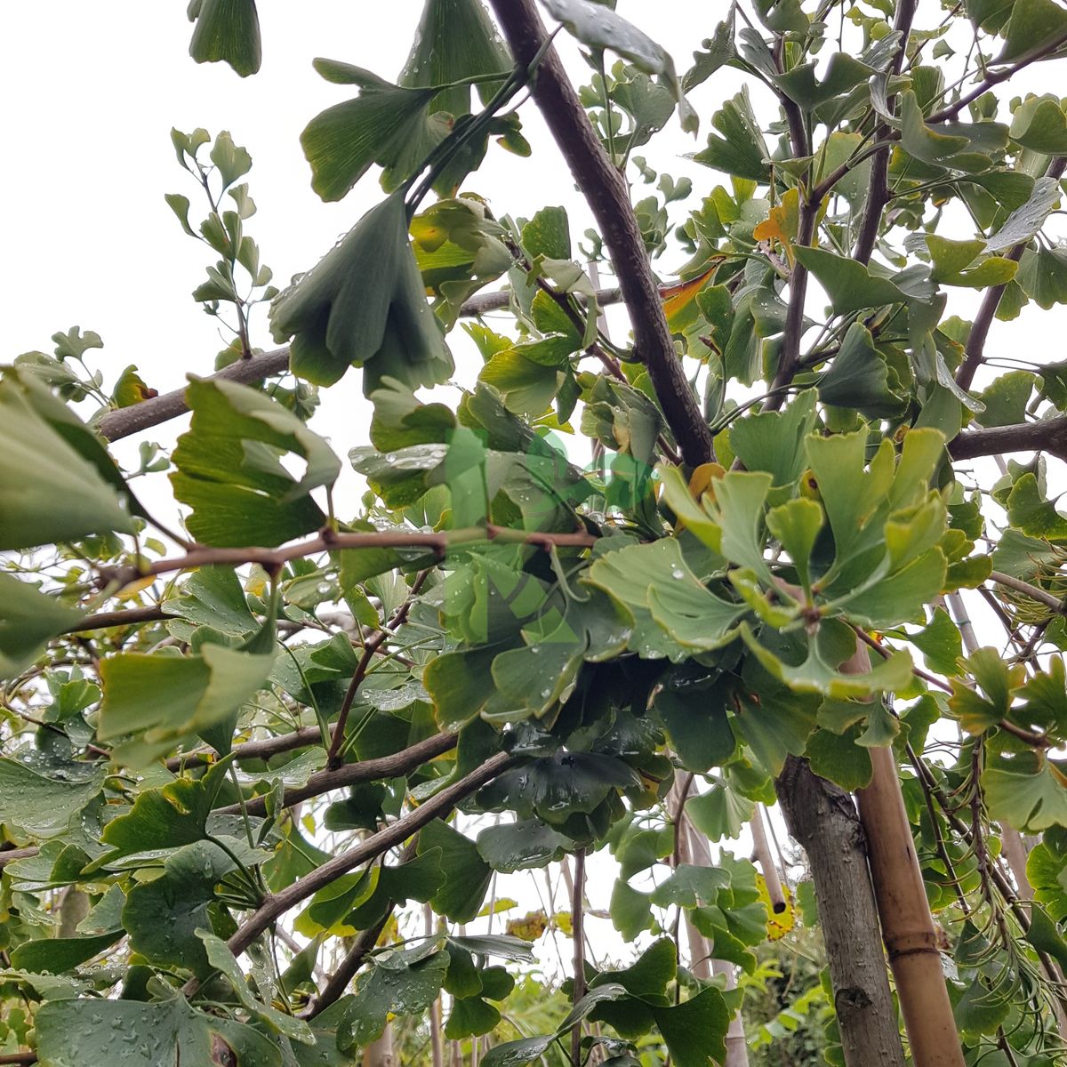 Ginkgo biloba `Pendula` (Miłorząb dwuklapowy)