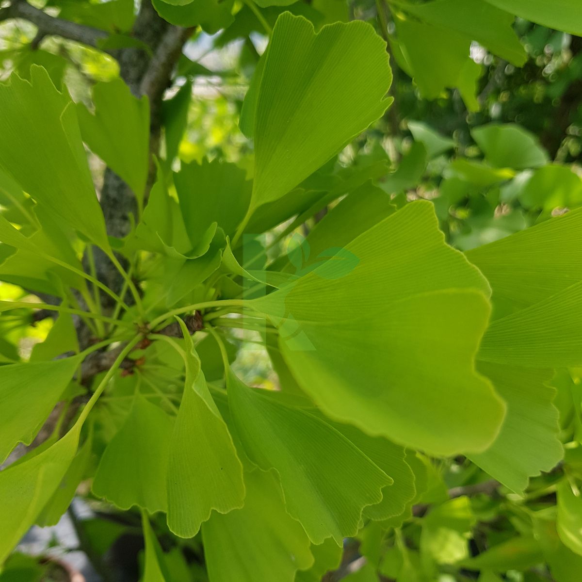 Ginkgo biloba `Saratoga` (Miłorząb dwuklapowy)