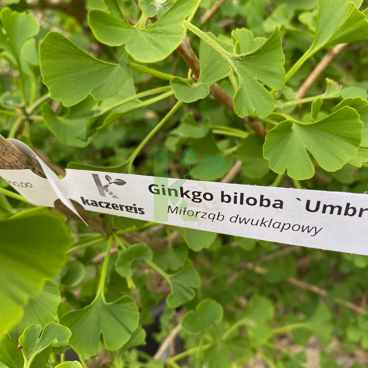 Ginkgo biloba `Umbrella` (Miłorząb dwuklapowy)