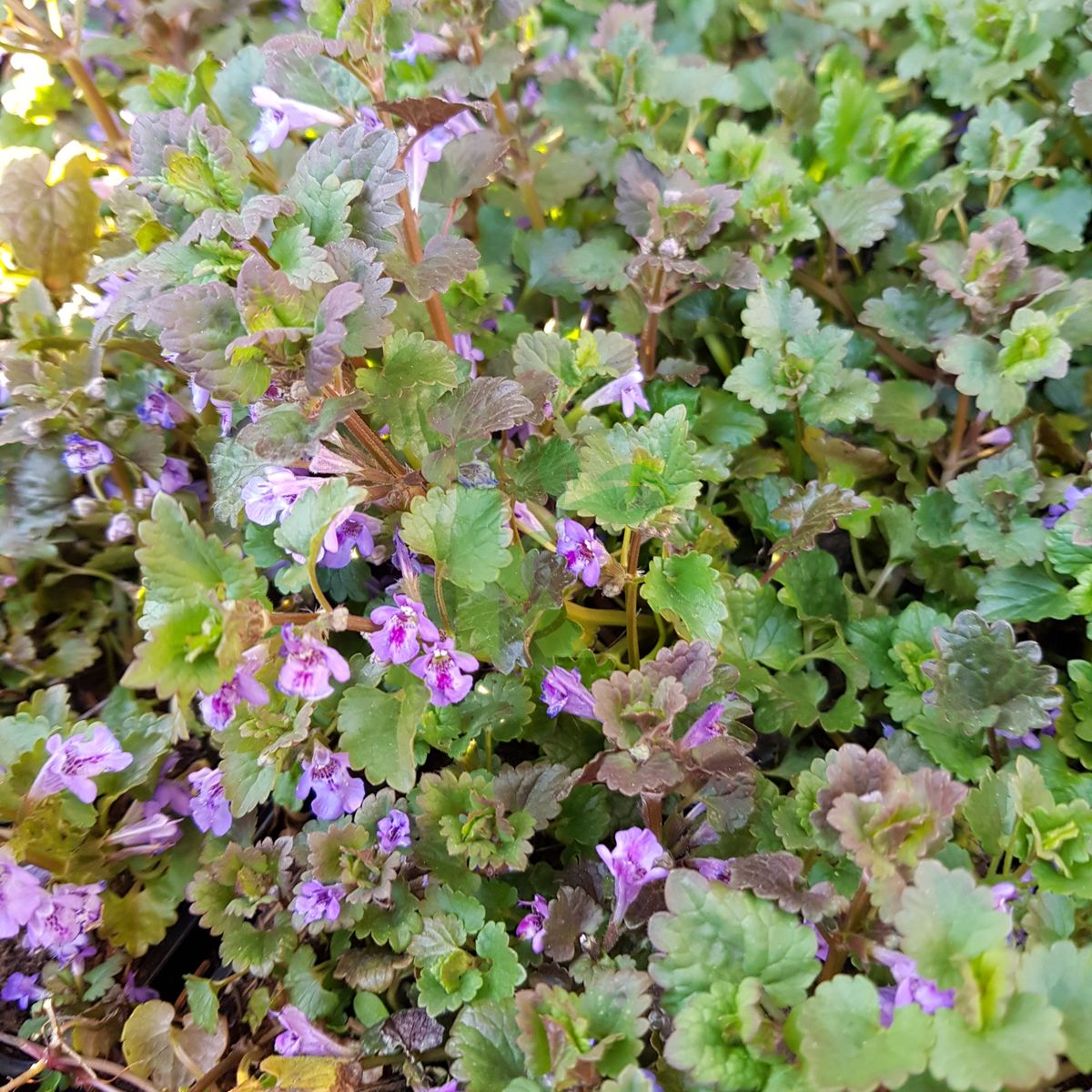 Glechoma hederacea (Bluszczyk kurdybanek)