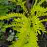Gleditsia triacanthos `Sunburst` (Glediczja trójcierniowa)