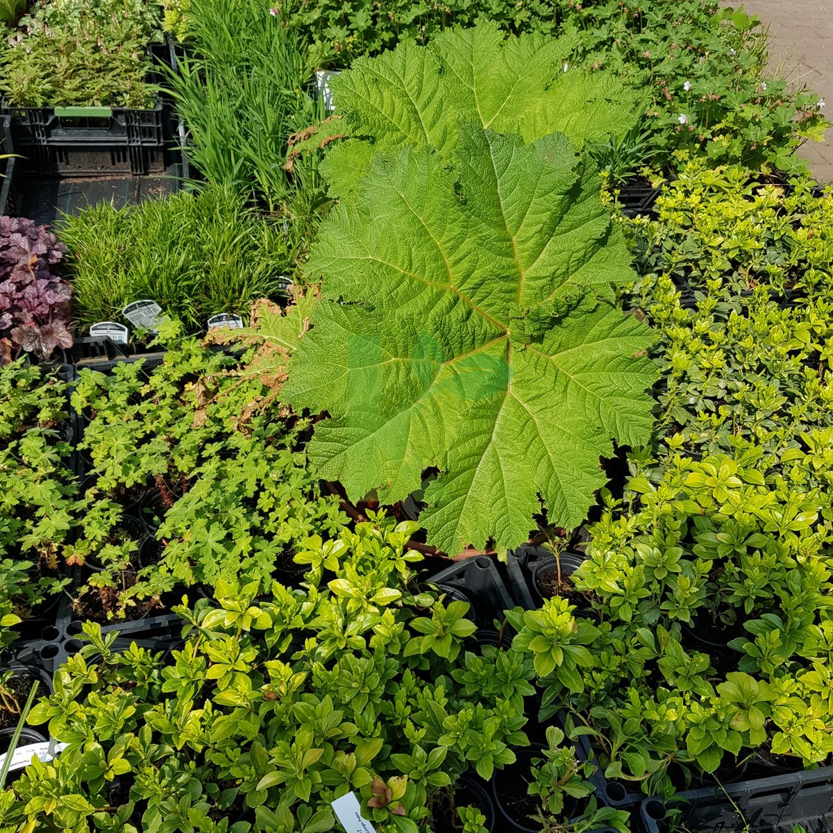 Gunnera manicata (Gunnera olbrzymia)