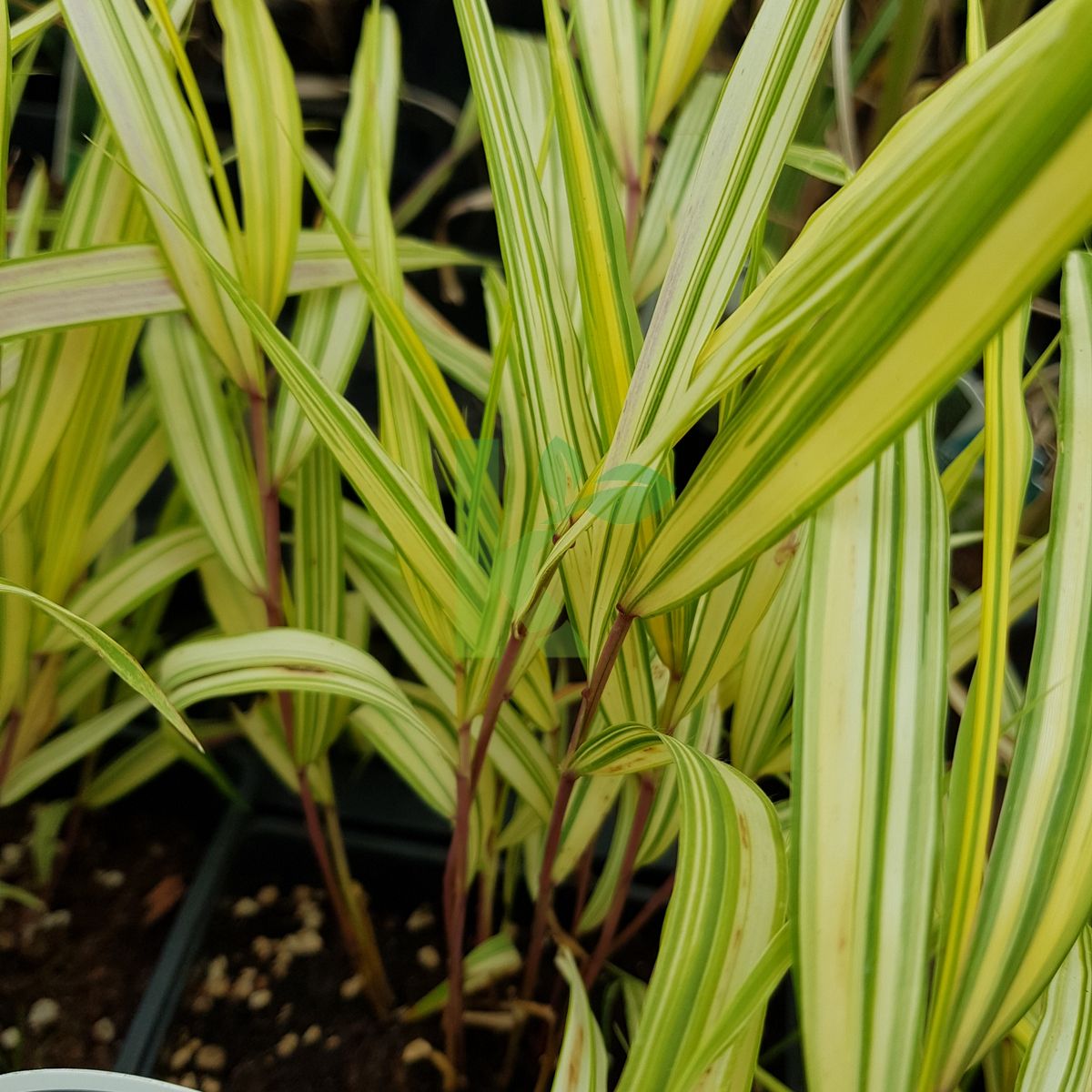 Hakonechloa macra `Aureola` (Hakonechloa smukła)