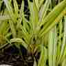 Hakonechloa macra `Aureola` (Hakonechloa smukła)