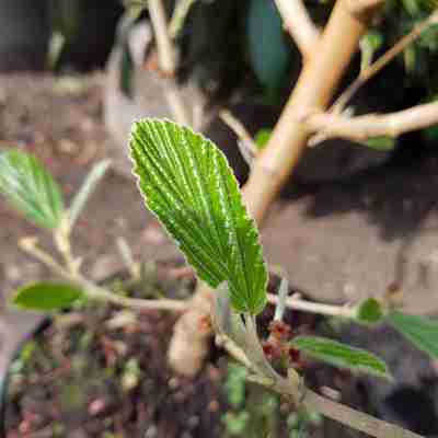 Hamamelis intermedia `Arnold Promise` (Oczar pośredni)