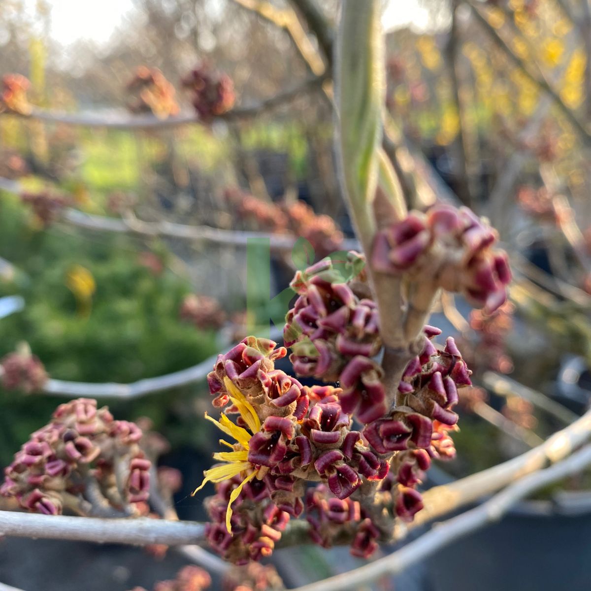 Hamamelis intermedia `Diane` (Oczar pośredni)