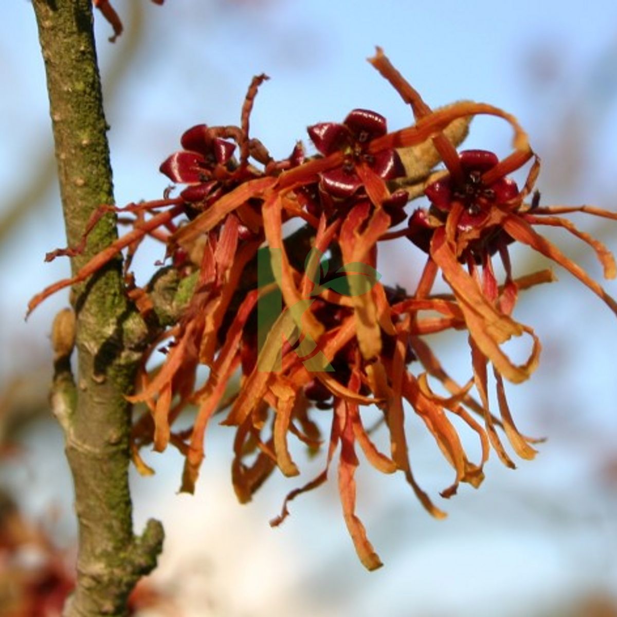 Hamamelis intermedia `Jelena` (Oczar pośredni)