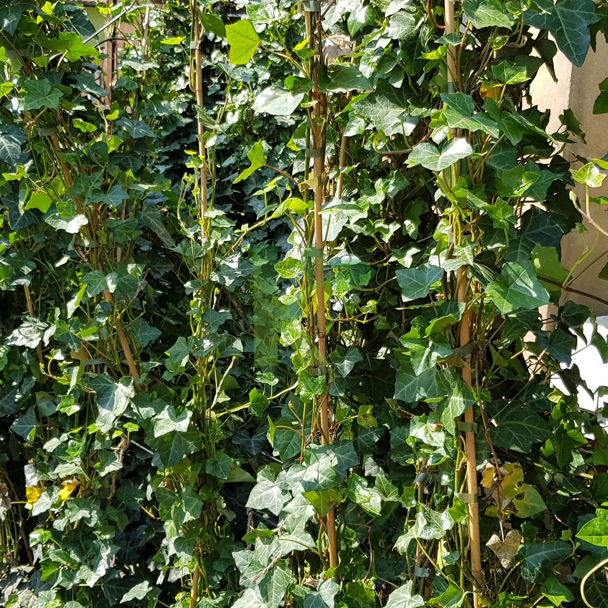 Hedera hibernica (Bluszcz irlandzki)