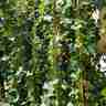 Hedera hibernica (Bluszcz irlandzki)