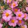 Helianthemum `Lawrenson's Pink` (Posłonek)