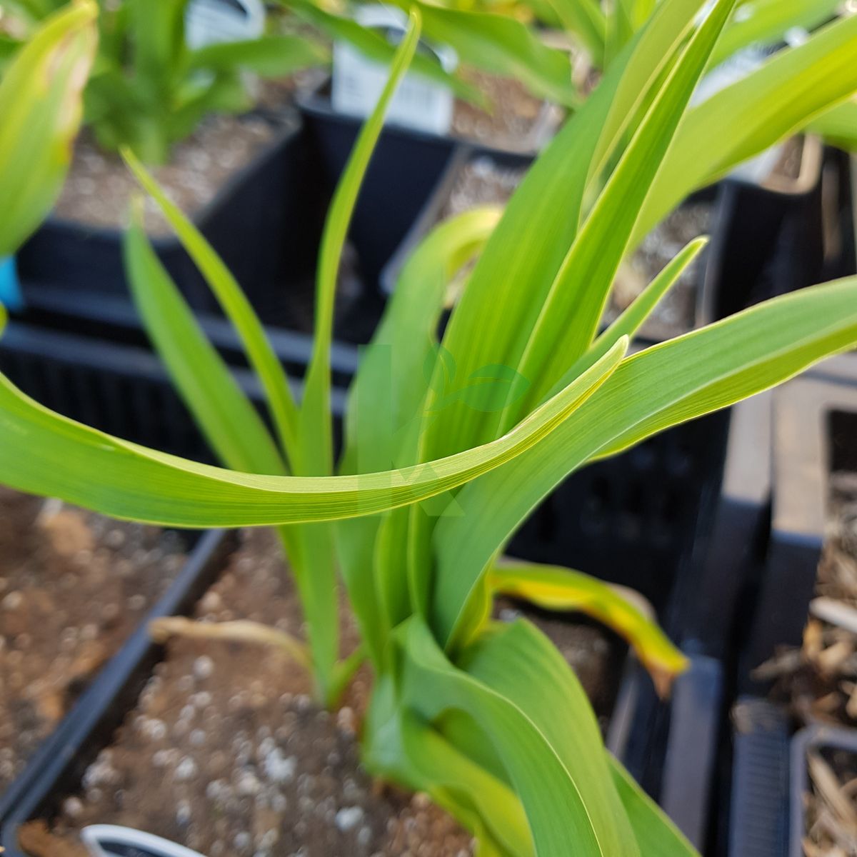 Hemerocallis `Joan Senior` (Liliowiec)