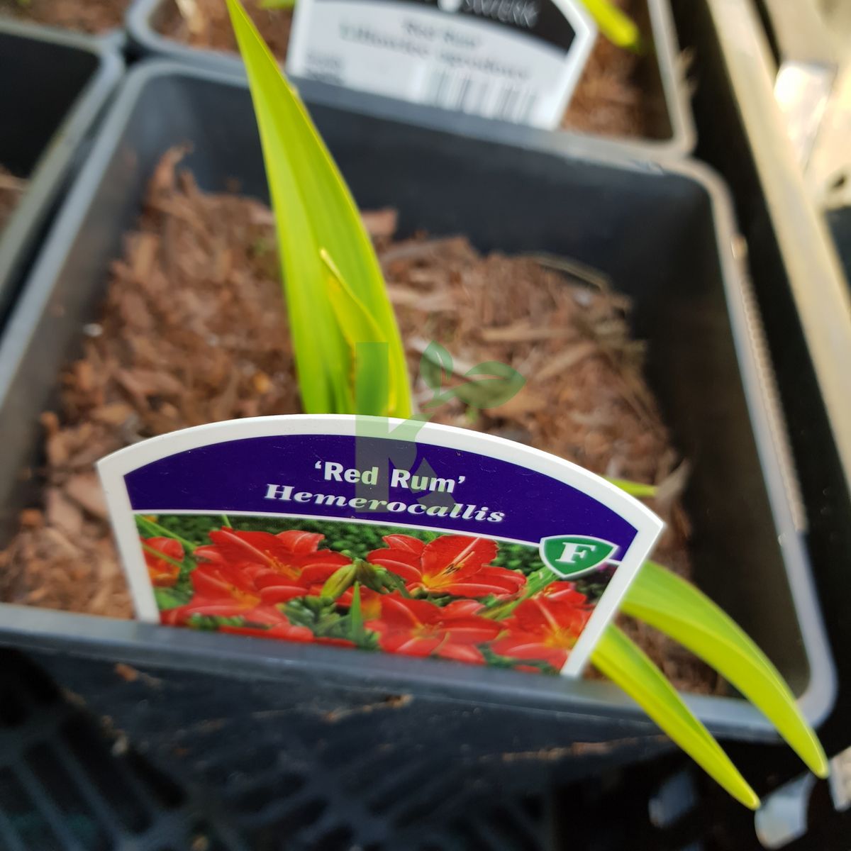 Hemerocallis `Red Rum` (Liliowiec)