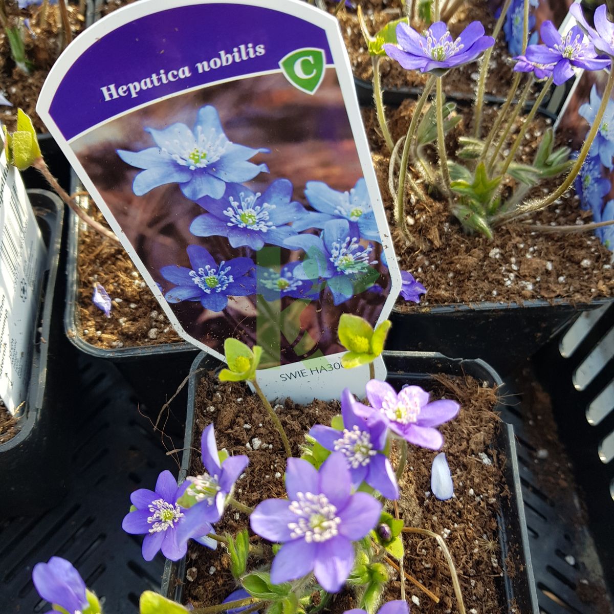 Hepatica nobilis (Przylaszczka pospolita)