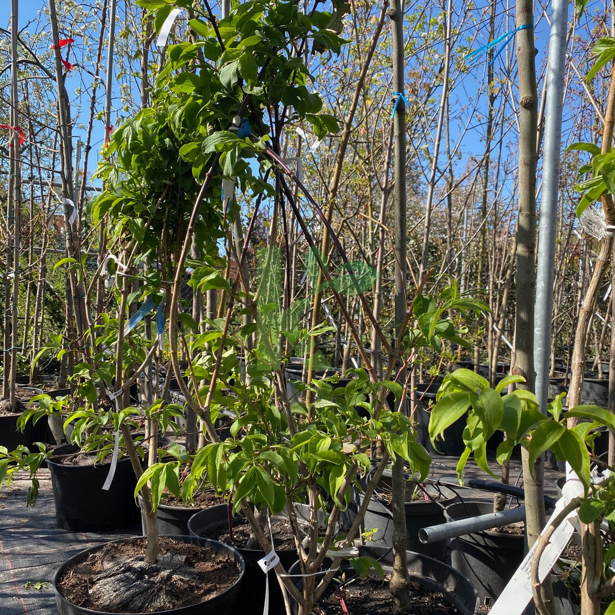 Heptacodium miconioides (Heptakodium chińskie)