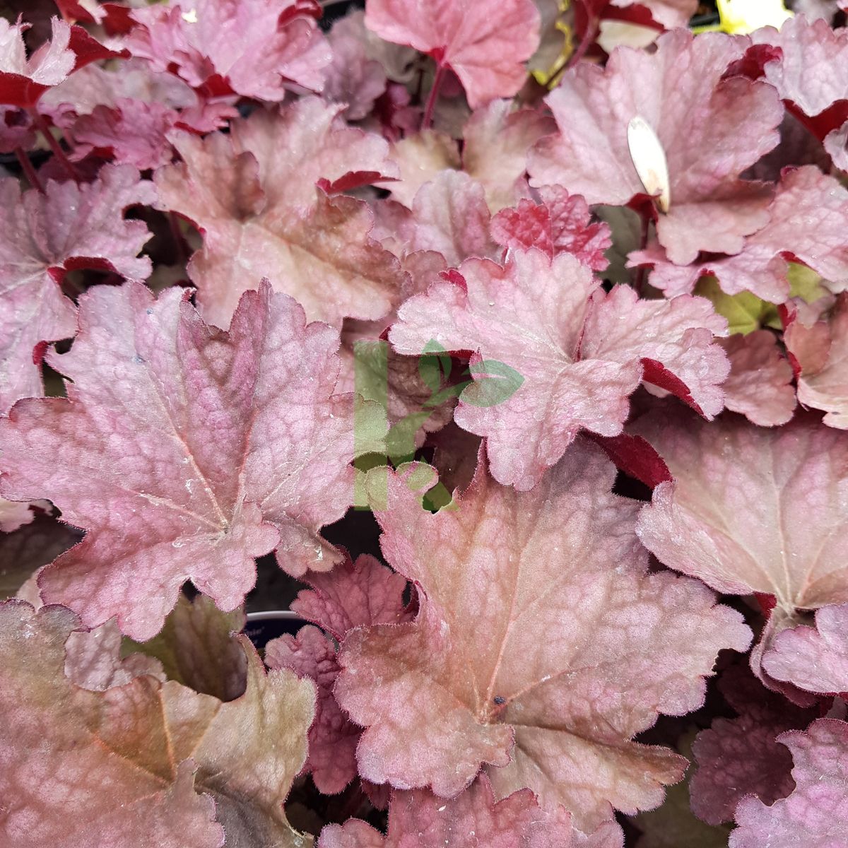 Heuchera `Berry Smoothie` (Żurawka)