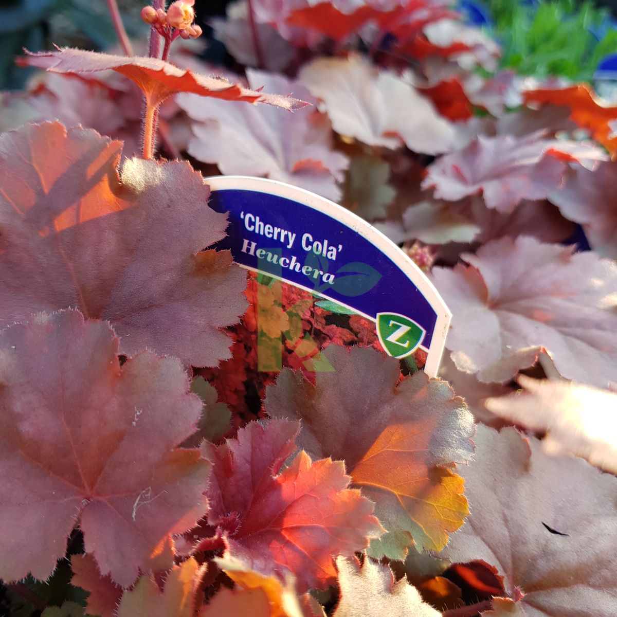 Heuchera `Cherry Cola` (Żurawka)