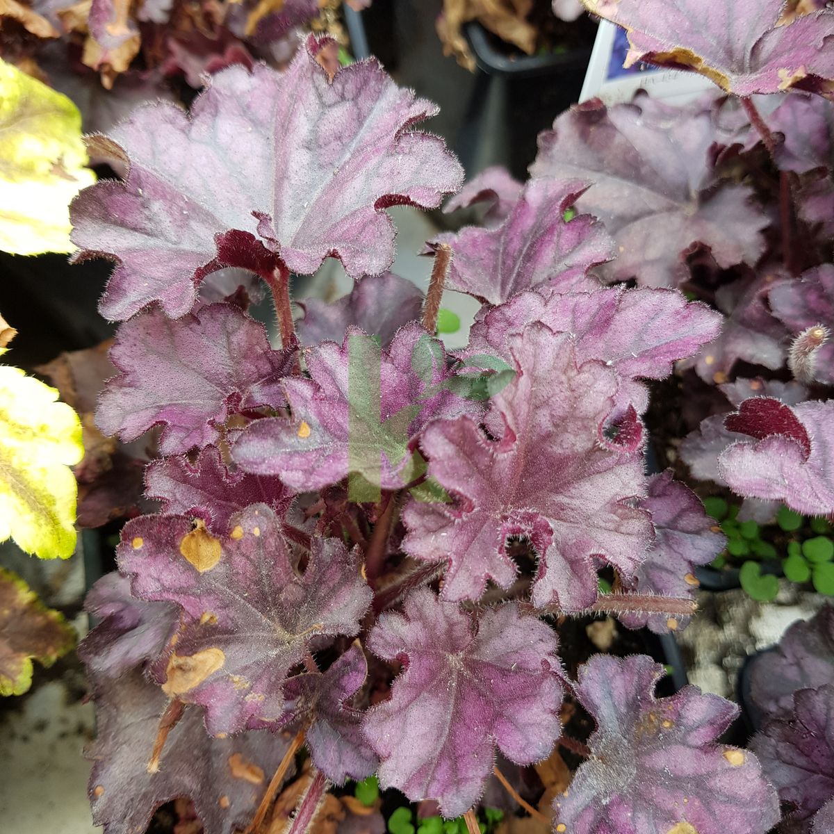 Heuchera `Forever Purple` (Żurawka)