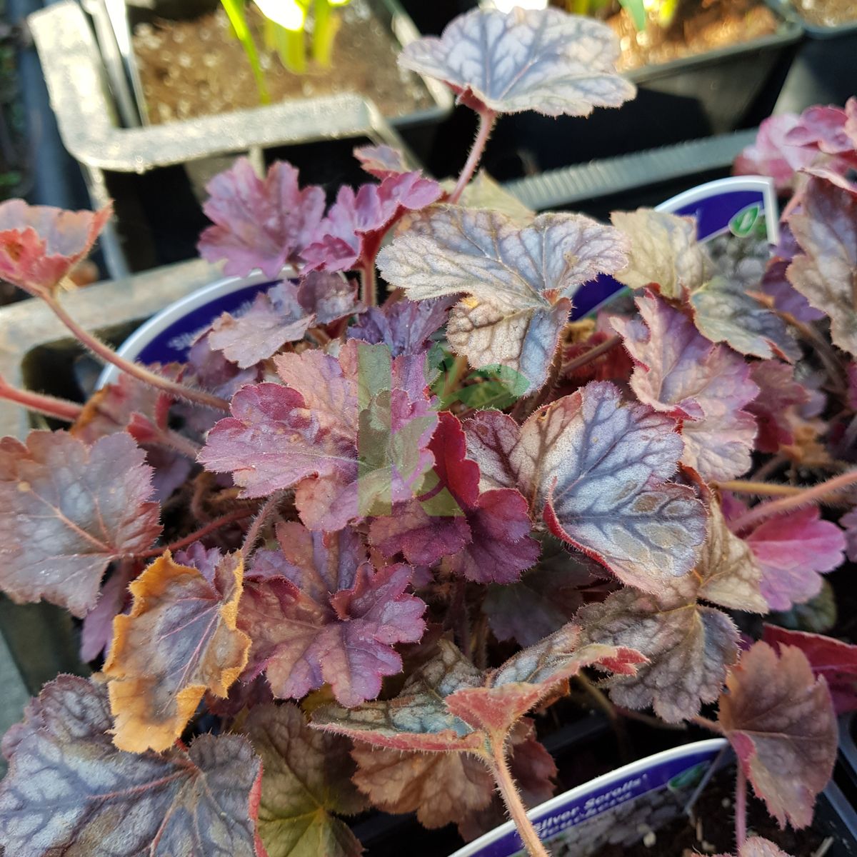 Heuchera `Silver Scrolls` (Żurawka)