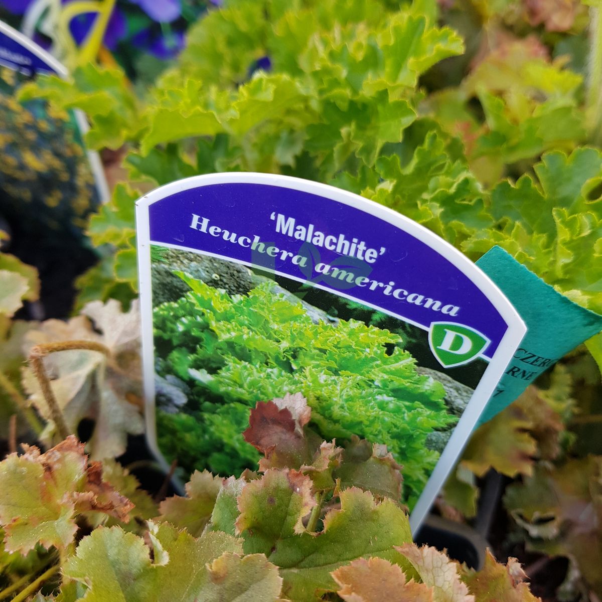 Heuchera americana `Malachite` (Żurawka amerykańska)