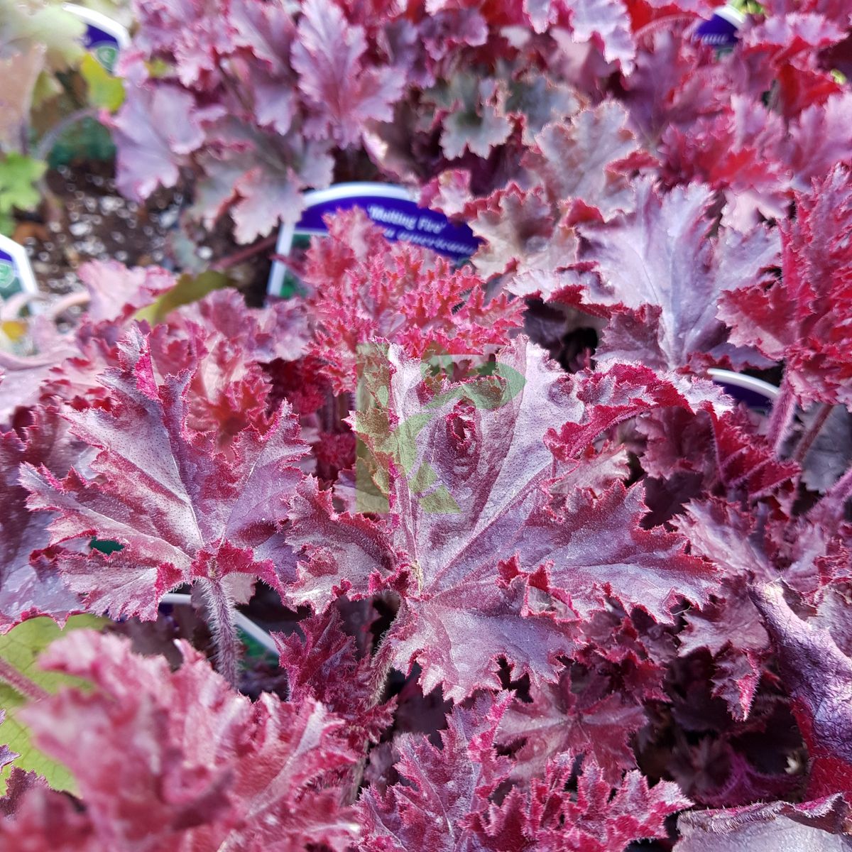 Heuchera americana `Melting Fire` (Żurawka amerykańska)