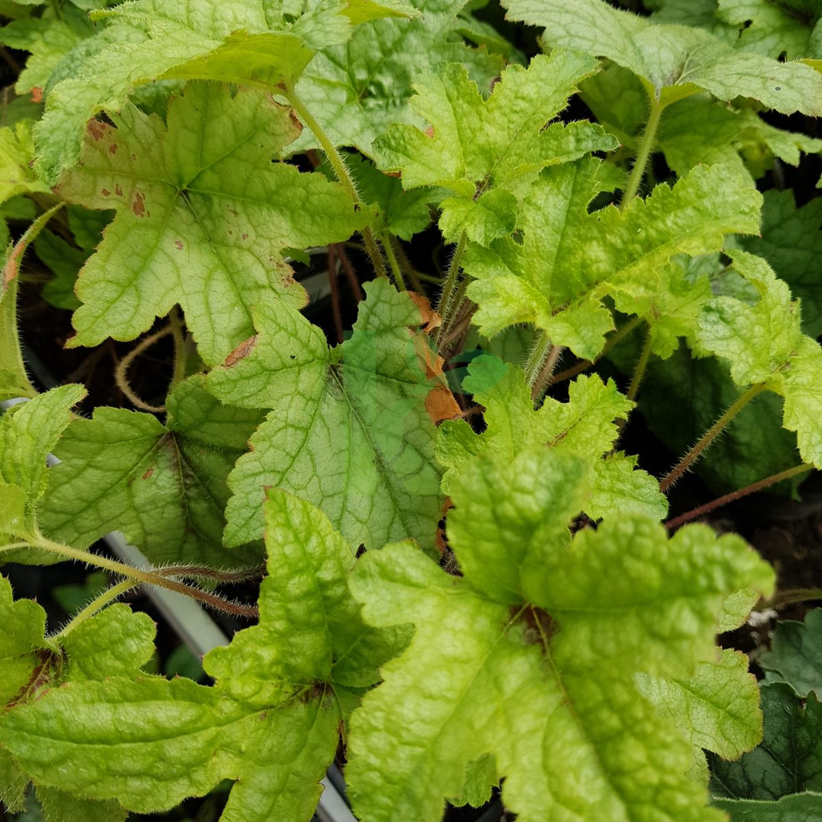 Heucherella `Kimono` (Żuraweczka)