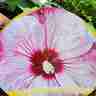 Hibiscus SUMMERIFIC `Cherry Cheesecake` (Ketmia)