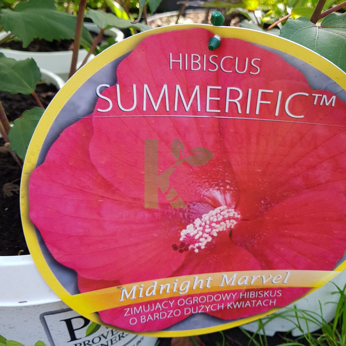 Hibiscus SUMMERIFIC `Midnight Marvel` (Ketmia)