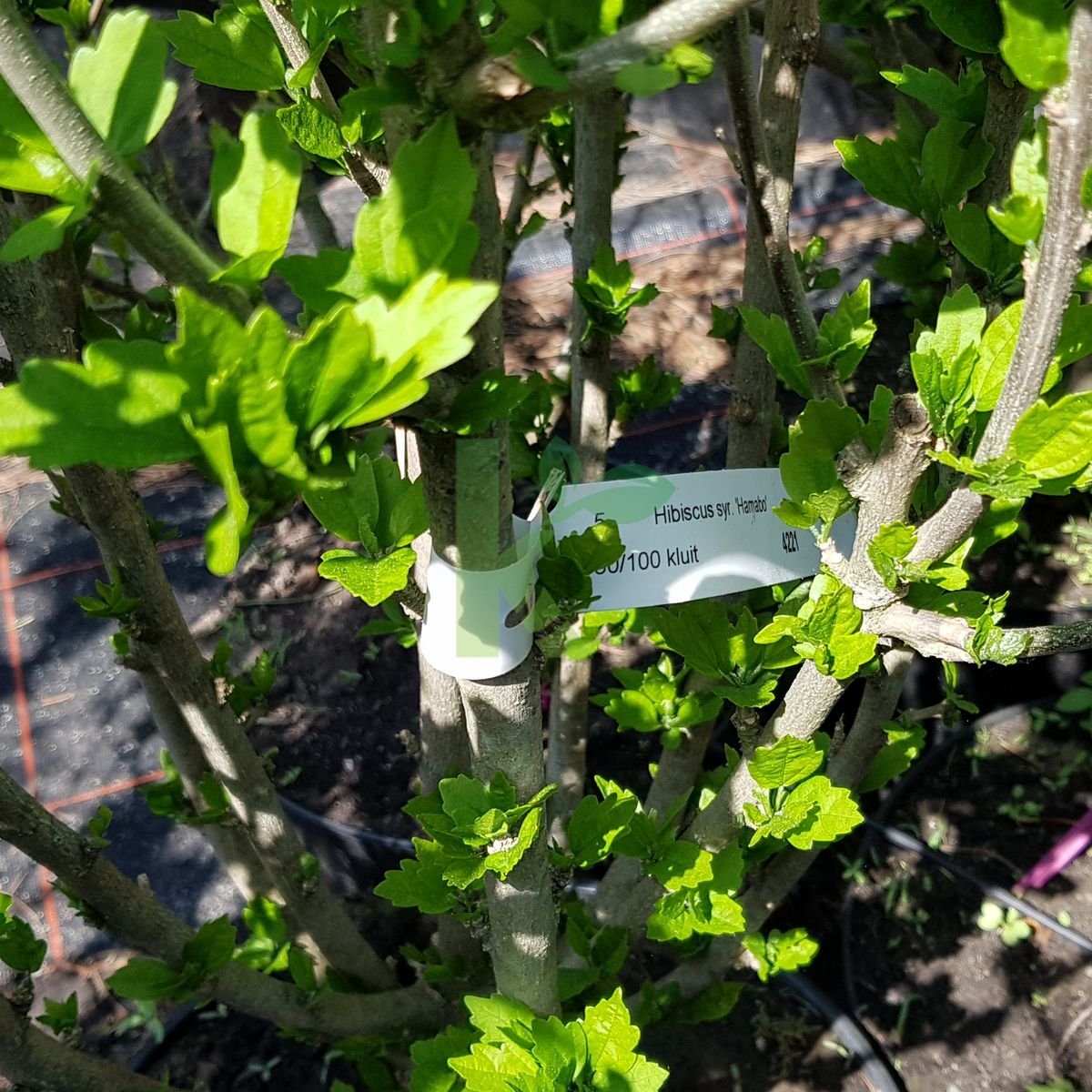 Hibiscus syriacus `Hamabo` (Ketmia syryjska)