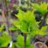 Hibiscus syriacus `Woodbridge` (Ketmia syryjska)