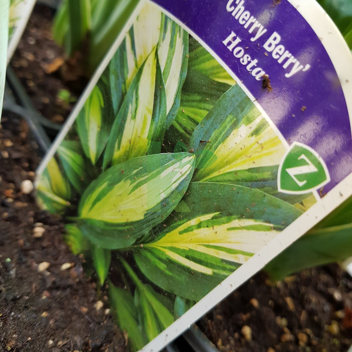 Hosta `Cherry berry` (Funkia)