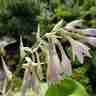 Hosta `Empress Wu` (Funkia)