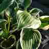 Hosta `Patriot` (Funkia)