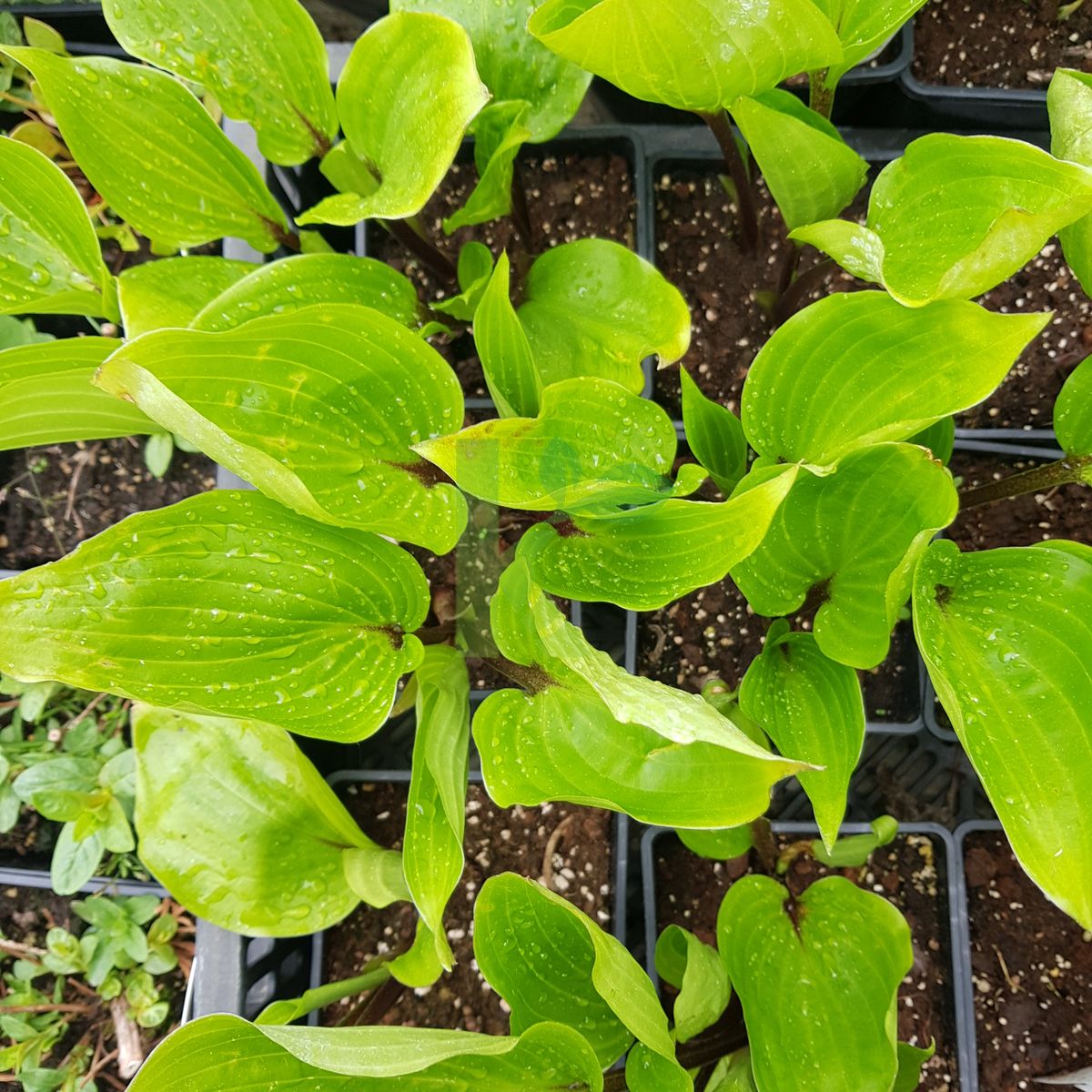 Hosta `Purple Heart` (Funkia)