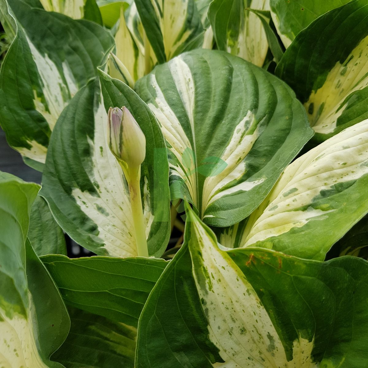 Hosta `Revolution` (Funkia)