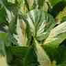 Hosta `Revolution` (Funkia)