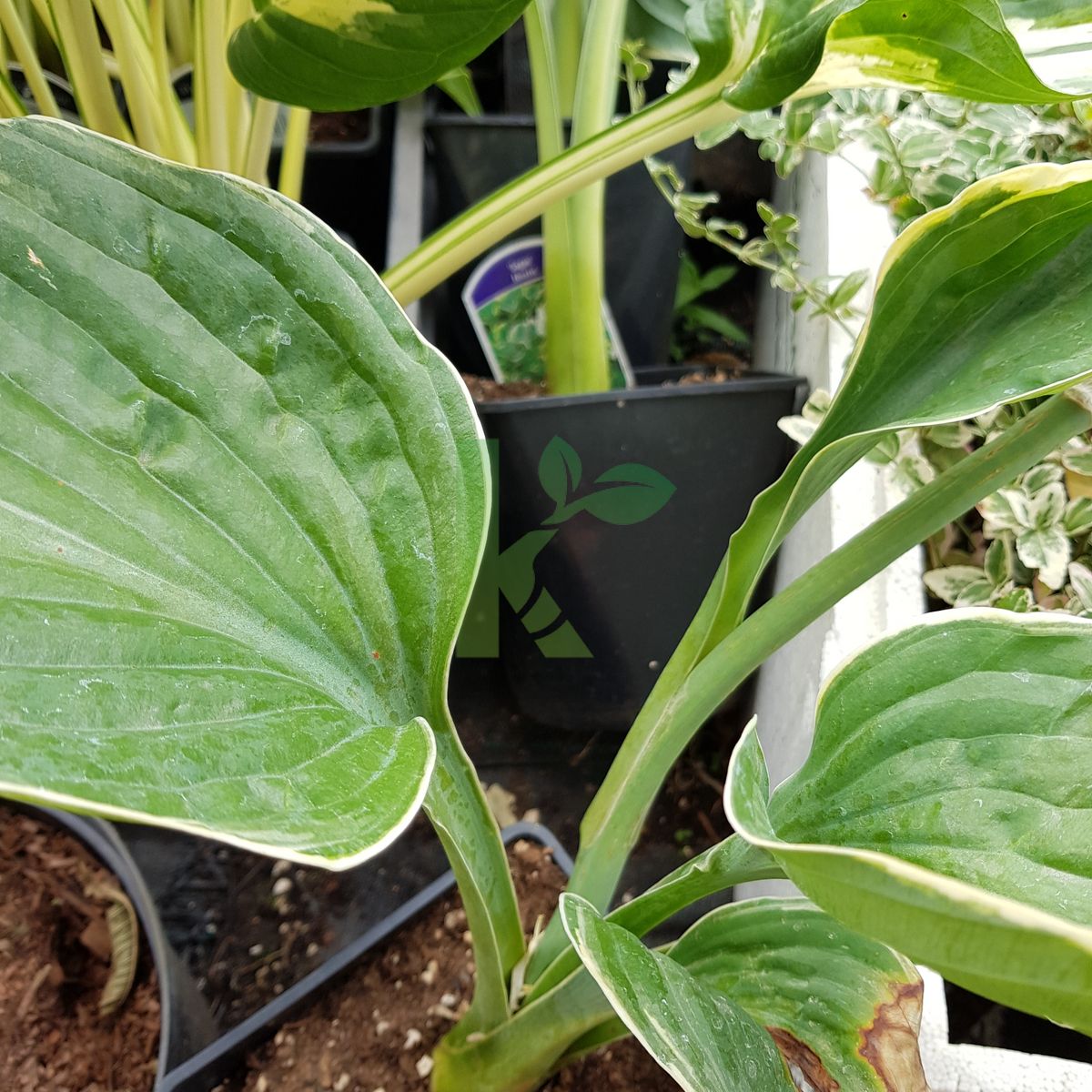 Hosta `Sagae` (Funkia)