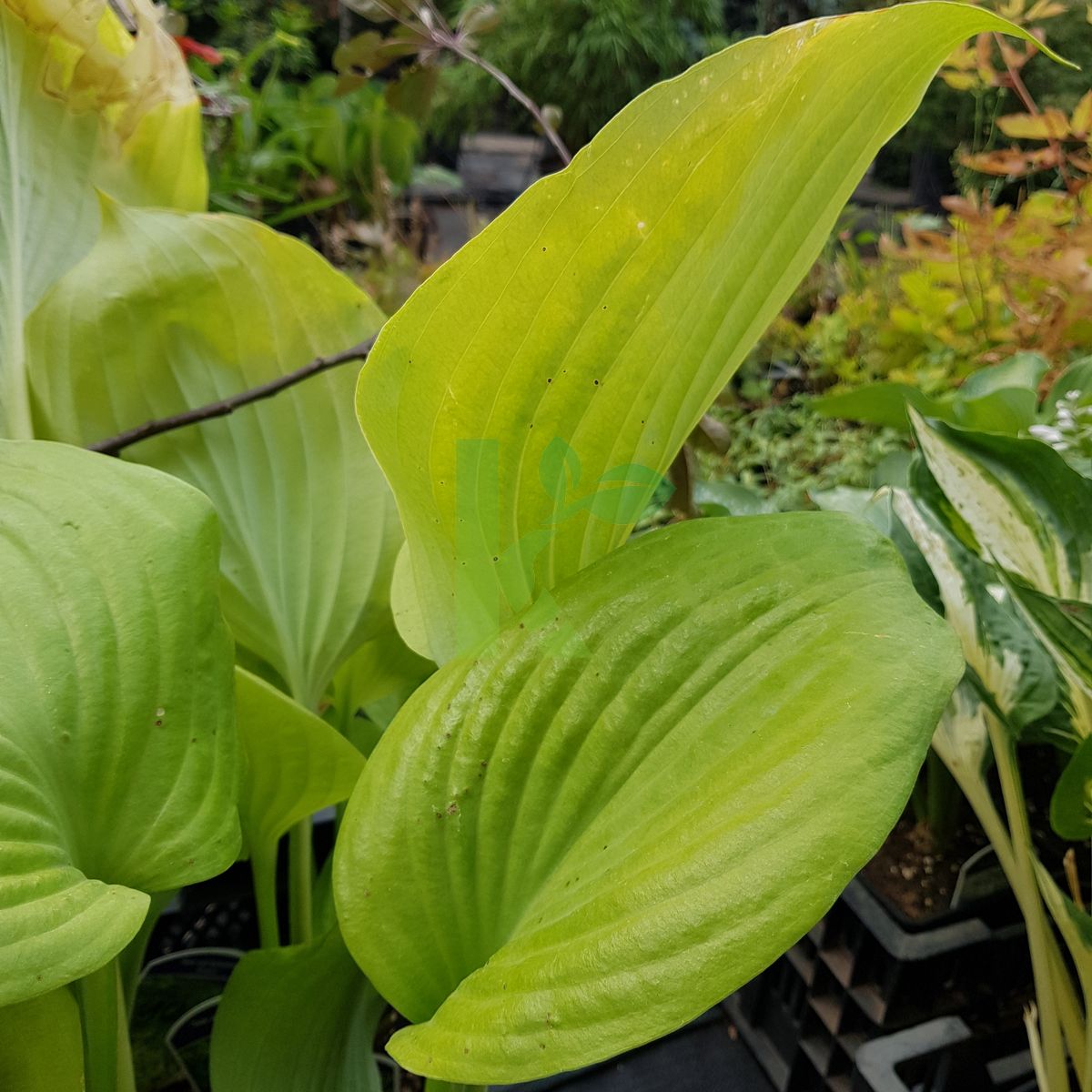 Hosta `Sum and Substance` (Funkia)