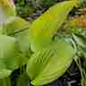 Hosta `Sum and Substance` (Funkia)