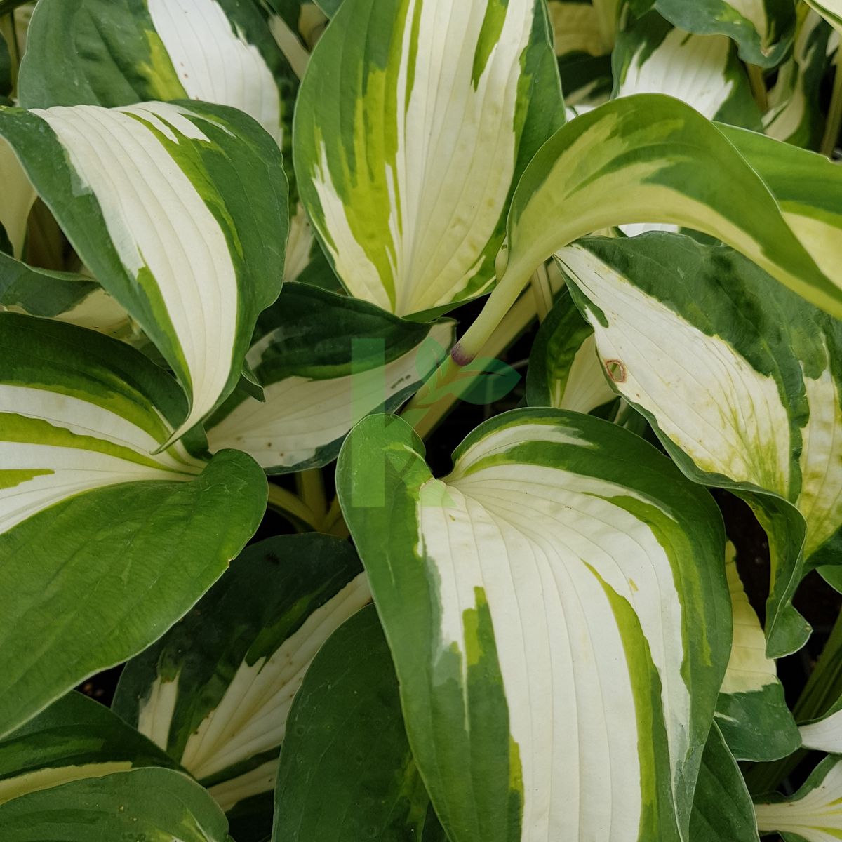 Hosta `Vulcan` (Funkia)