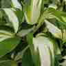 Hosta `Vulcan` (Funkia)