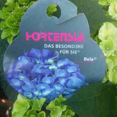 Hydrangea macrophylla `Bela` (Hortensja ogrodowa)