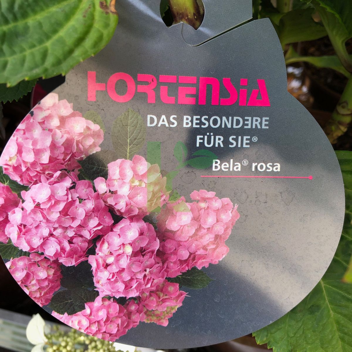 Hydrangea macrophylla `Bela rosa` (Hortensja ogrodowa)