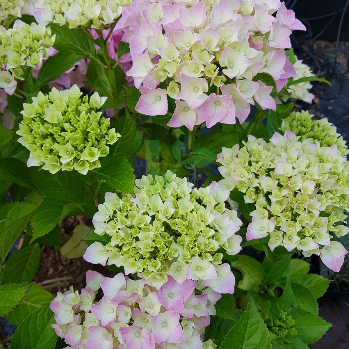 Hydrangea macrophylla `Belle Seduction` (Hortensja ogrodowa)