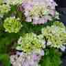 Hydrangea macrophylla `Belle Seduction` (Hortensja ogrodowa)