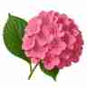 Hydrangea macrophylla `EVERBLOOM Pink Wonder` (Hortensja ogrodowa)