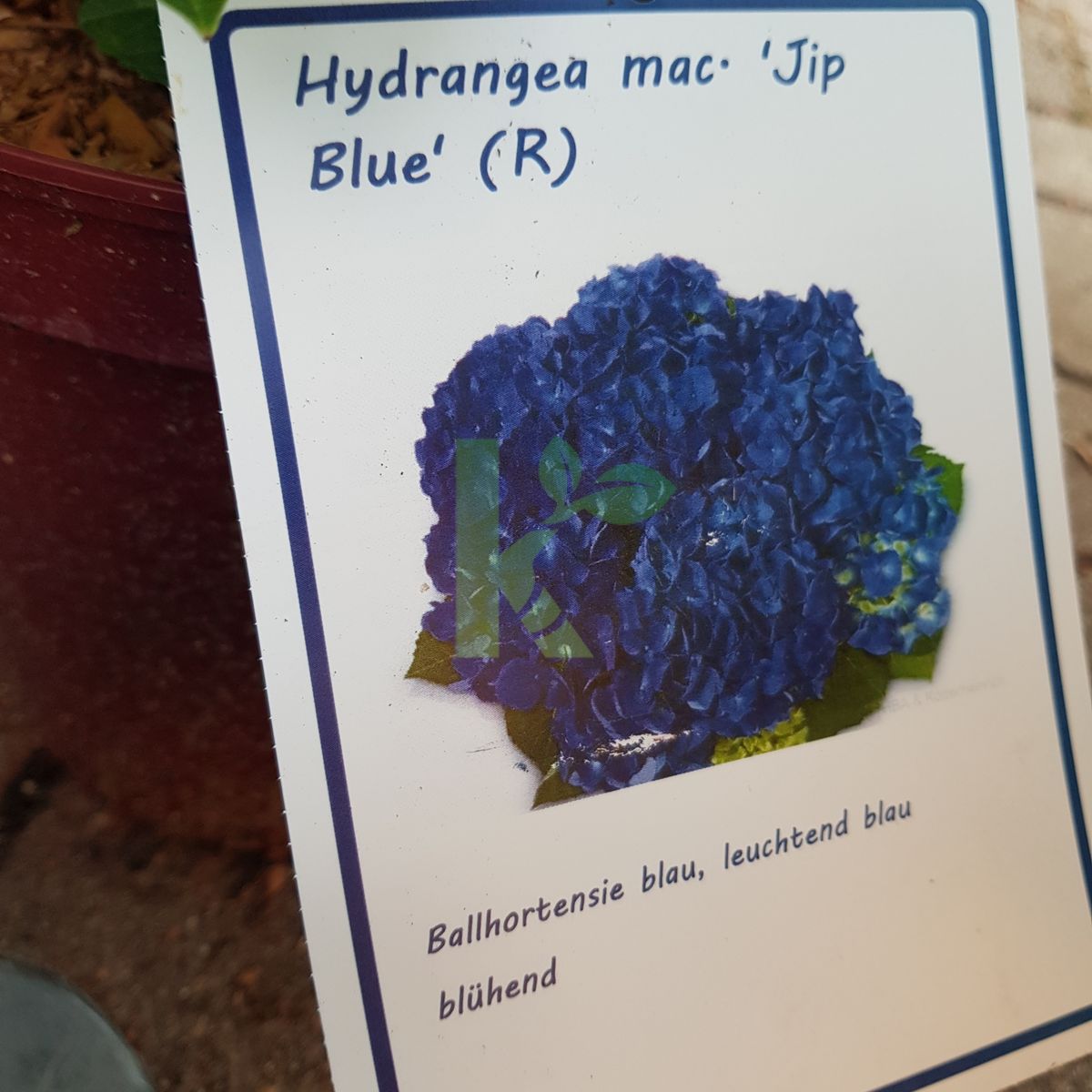 Hydrangea macrophylla `Jip Blue` (Hortensja ogrodowa)