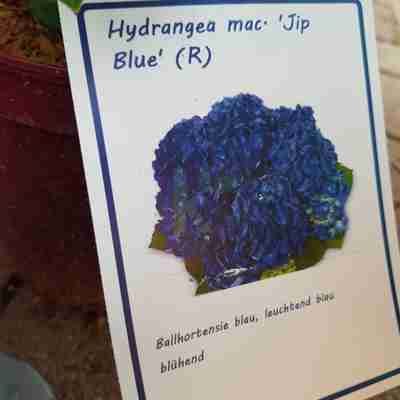 Hydrangea macrophylla `Jip Blue` (Hortensja ogrodowa)