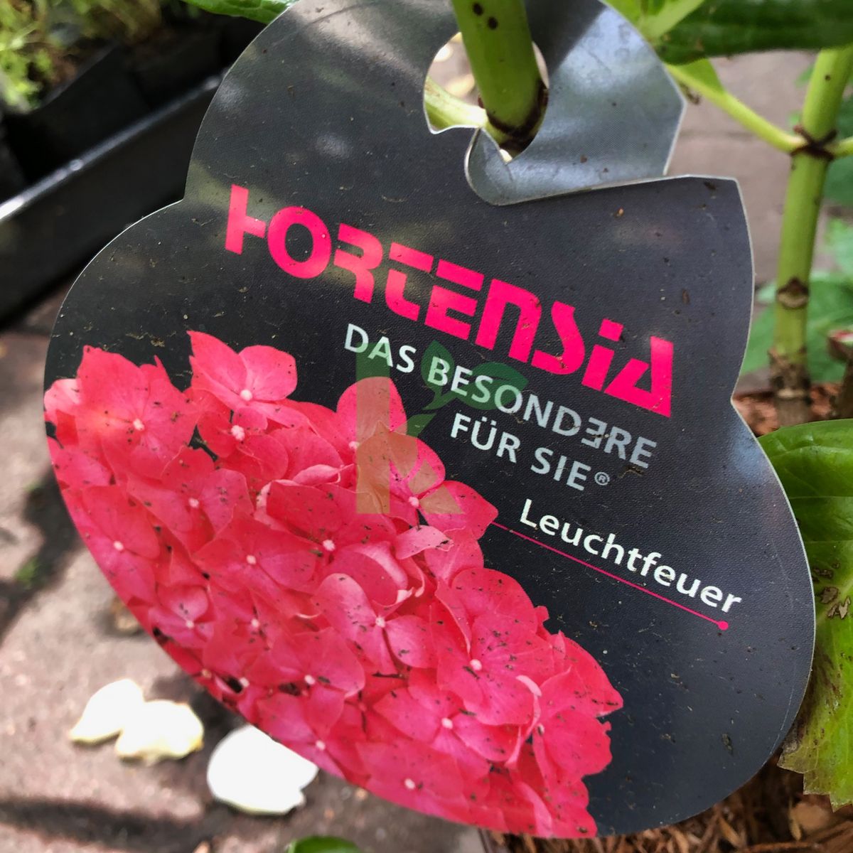 Hydrangea macrophylla `Leuchtfeuer` (Hortensja ogrodowa)