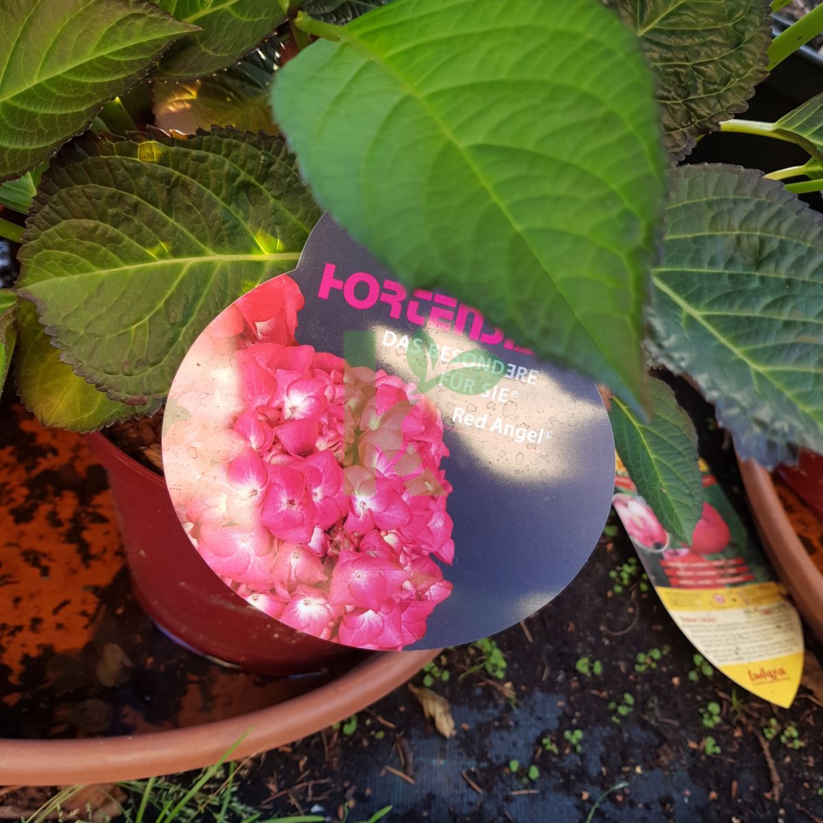 Hydrangea macrophylla `Red Angel` (Hortensja ogrodowa)