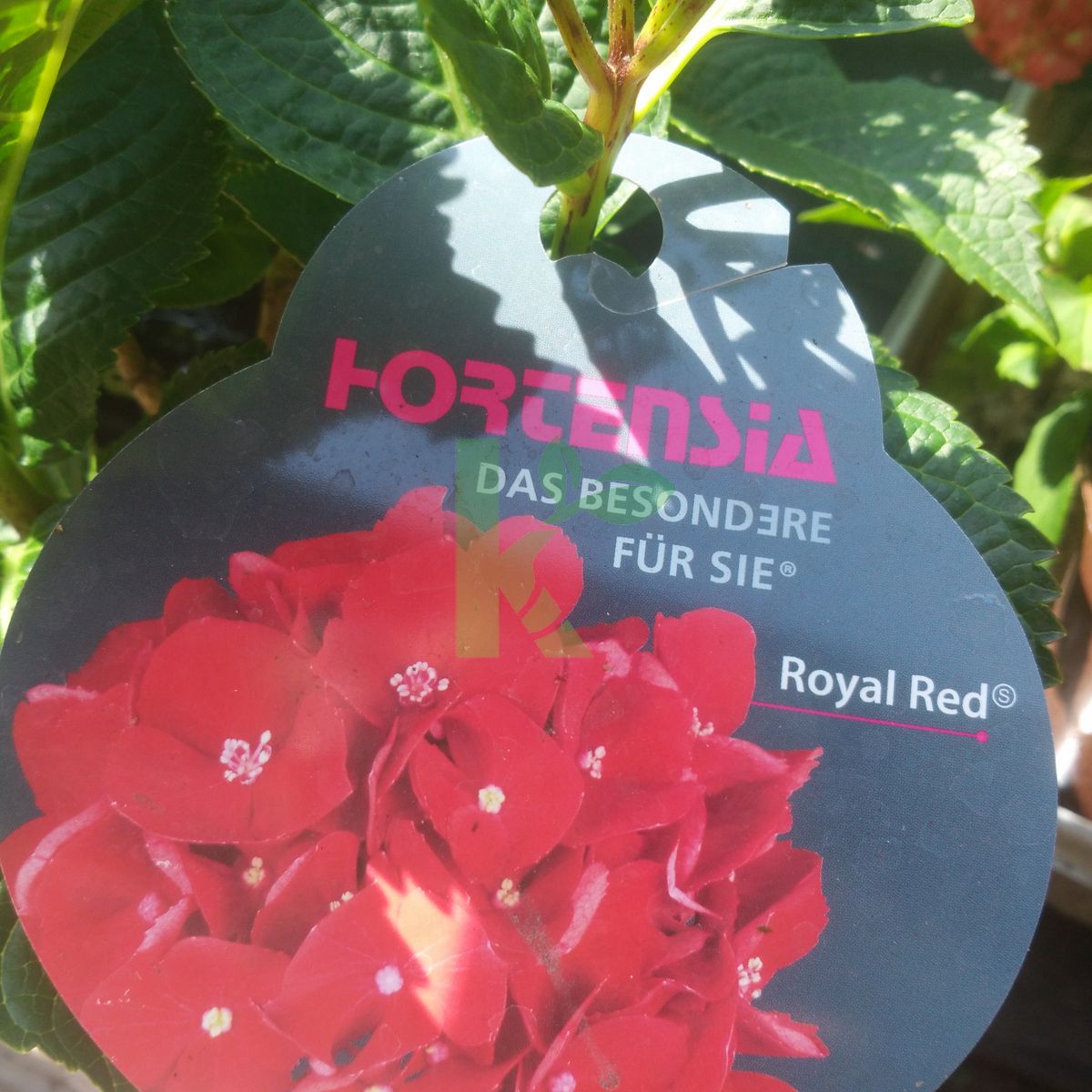 Hydrangea macrophylla `Royal Red` (Hortensja ogrodowa)